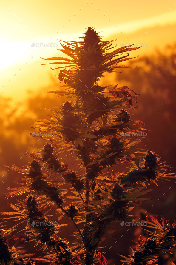 Cannabis plant at sunset - Stock Photo - Images