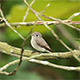 Asian Brown Flycatcher (Muscicapa latirostris) Asian Brown Flycatcher (Muscicapa latirostris) - VideoHive Item for Sale