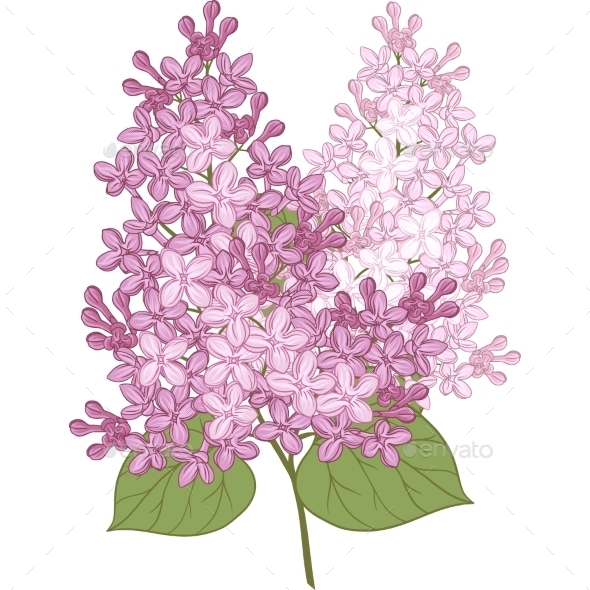 Lilac Flowers - Flowers & Plants Nature
