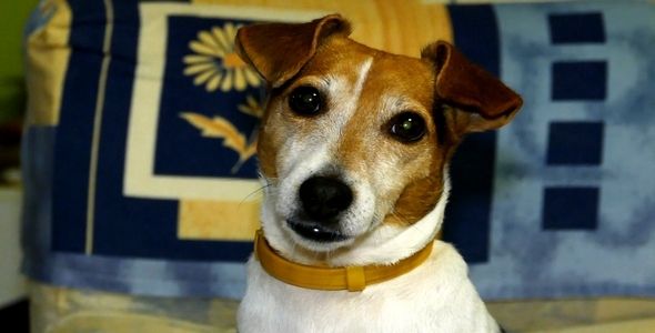 Dog Breed Jack Russell Terrier 3 alt