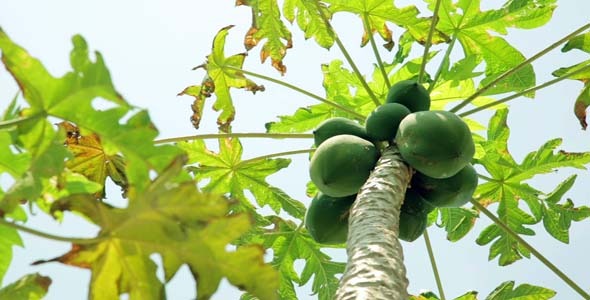 Panning, Papaya Tree alt