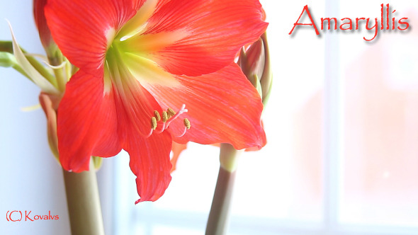 Amaryllis Flower 8