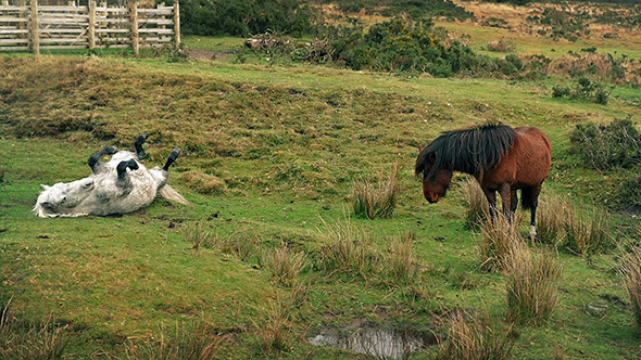 Horses Rubbing Their Backs On The Grass, Stock Footage | VideoHive