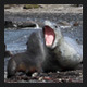 Leopard Seal &amp; Fur Seal on South Georgia Shore - VideoHive Item for Sale