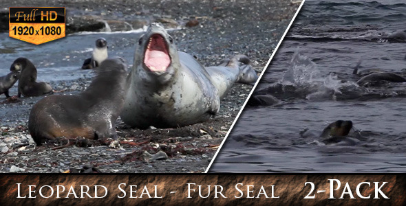 Leopard Seal & Fur Seal on South Georgia Shore
