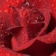The Red Rose 1 - VideoHive Item for Sale