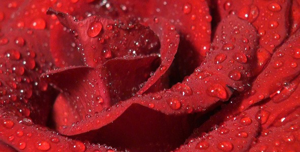 The Red Rose 1