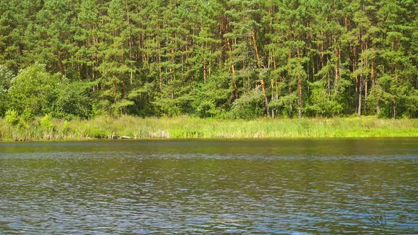 Beautiful Green Forest and Lake alt