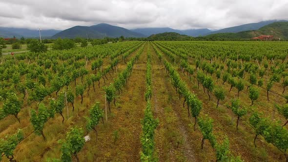 Aerial flight over large vineyard rows, winemaking, agriculture and farming alt