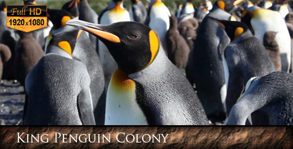 King Penguin Colony