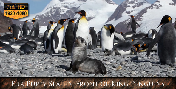 Fur Puppy Seal in Front of King Penguins