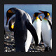 King Penguins on the Antarctic Ocean Shore - VideoHive Item for Sale
