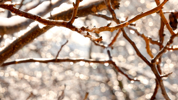 Melting Icicles Hanging From Thin Branches alt