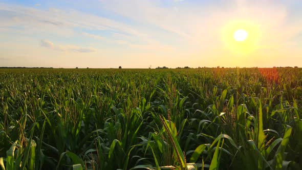 Extreme Close Up Drone Shot of Green Corn Field at Summer Sunset alt