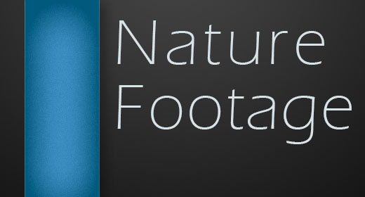 Macro Nature Footage