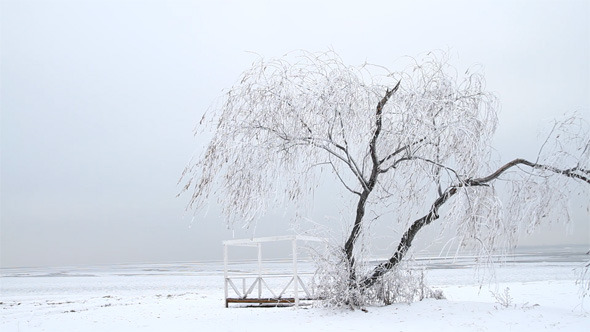 Willow Tree in Winter