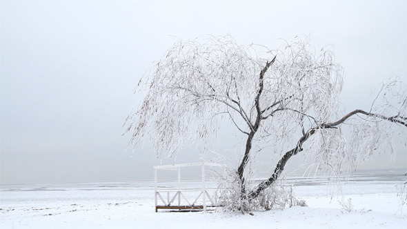 willow tree in winter