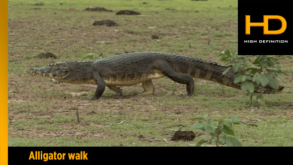 Danger Alligator Walking