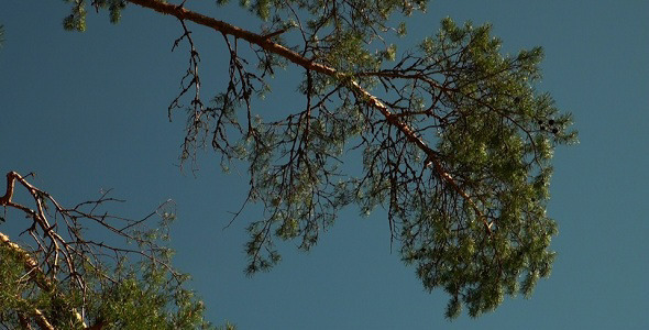 Branch of Spruce Pine 1