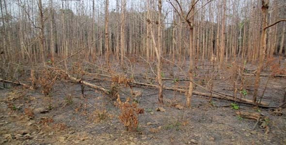 Deforestation, After Forest Fire, Natural Disaster