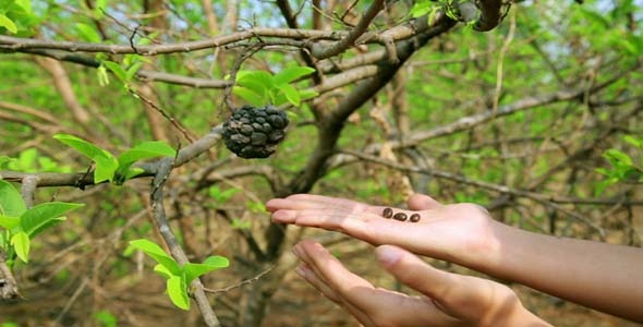 Showing Coffee Beans On Tree By Hand 2