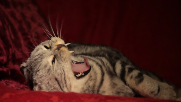 Tired Yawning Cat