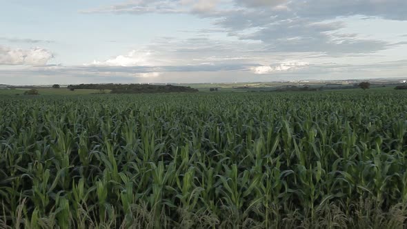 Commercial corn plantation in the Midwest region of Brazil.