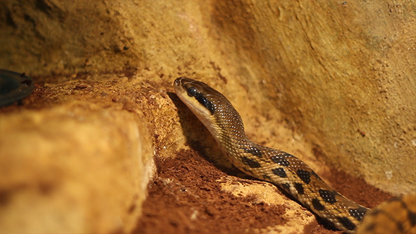 Beauty Ratsnake Crawling alt