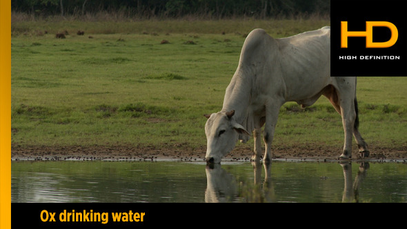 Ox Drinking Water