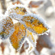 Dry Yellow Leaves With Rime in a Frosty Winter Day - VideoHive Item for Sale