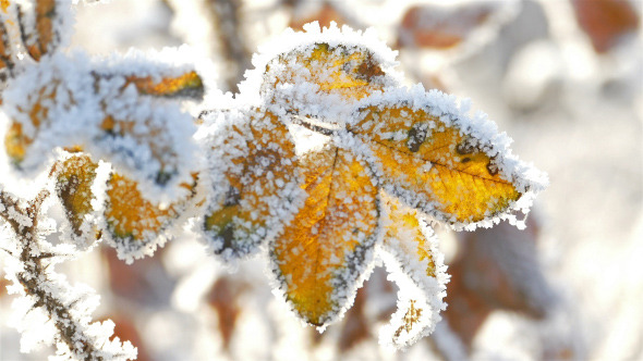 Dry Yellow Leaves With Rime in a Frosty Winter Day