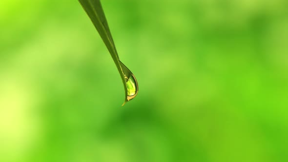 Droplet Falling From Fresh Green Leaf Looped 4k
