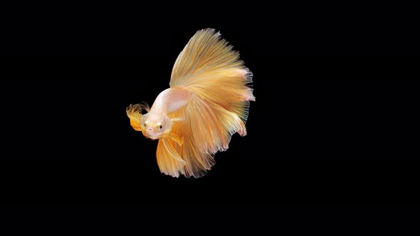 Siamese fighting fish (Betta splendens) alt