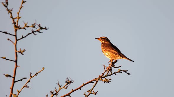 Redwing Bird Perched Tree Copy Space Slow Motion Static Shot Animal