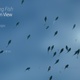 Schooling Fish Of Bottom View - VideoHive Item for Sale