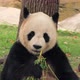 Rare Cute Giant Panda eating bamboo stems, Shanghai Zoo, China - VideoHive Item for Sale
