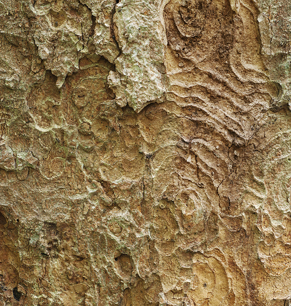 Bark of sycamore maple