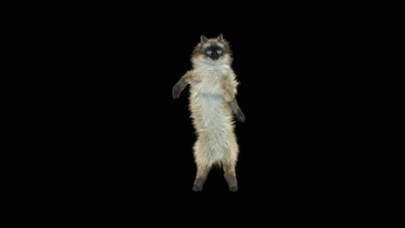 Cat Dancing HD alt