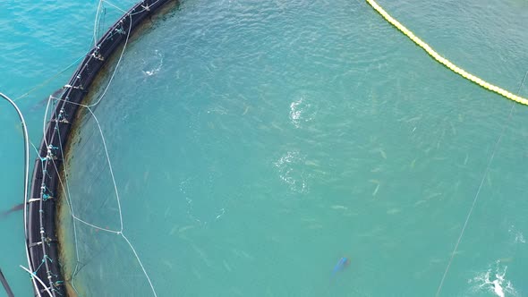 Farm Salmon Fishing in Norway alt