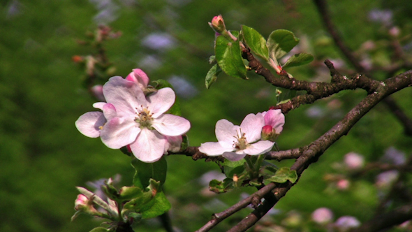 Apple Flower Tree