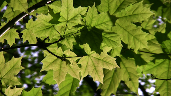 Maple Leaf Tree