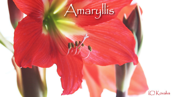 Amaryllis Flower 9