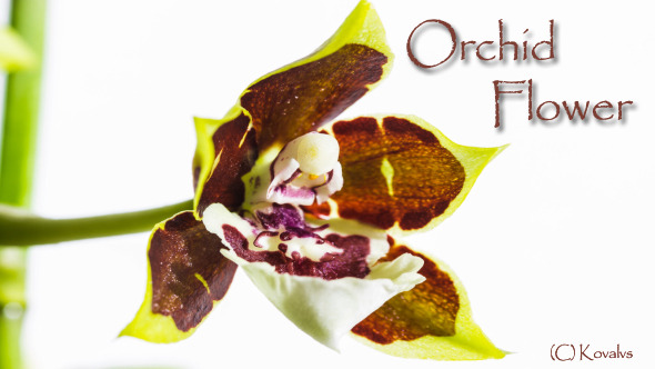 Opening Orchid Flower 2