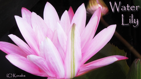 Water Lily Flower 3
