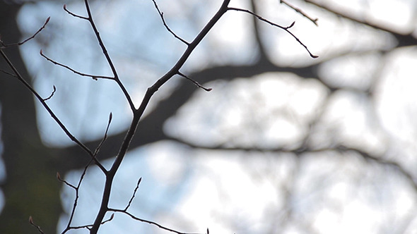 Winter Tree