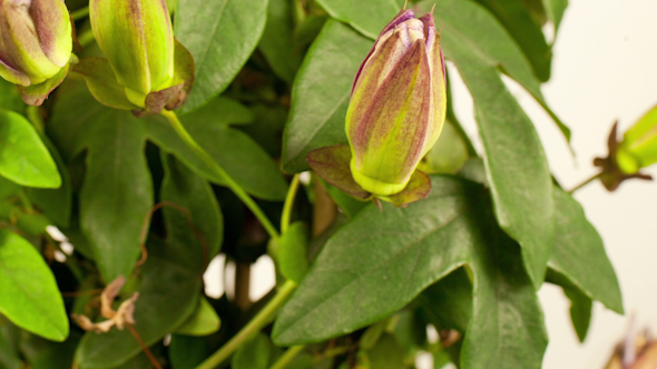 Passiflora Growing 7 alt