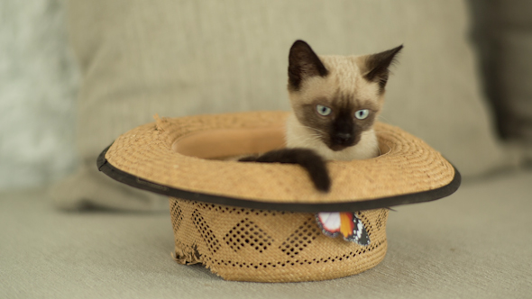 Siamese Cat  Plays Inside A Hat 1 by dubassy VideoHive