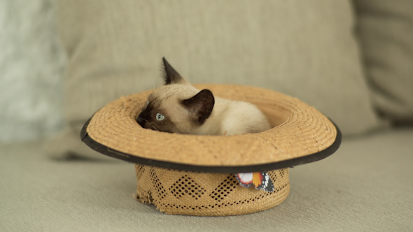 Siamese Cat Plays Inside A Hat 2 alt