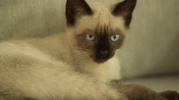 Siamese Cat Sleeping 5 alt