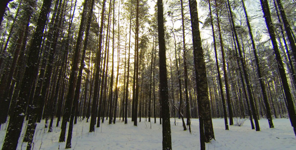 Winter Forest 1